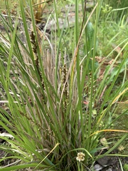 Carex virgata