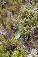 Haemanthus coccineus