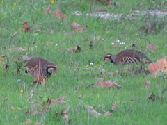 Alectoris rufa hispanica