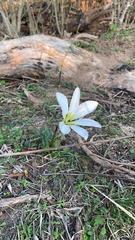 Zephyranthes atamasco