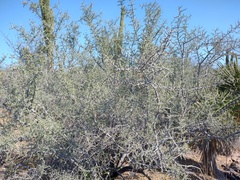 Condalia globosa