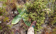 Haemanthus coccineus
