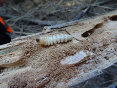 Prionoplus reticularis