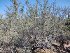 Condalia globosa