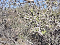 Condalia globosa