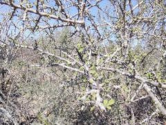 Condalia globosa
