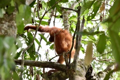 Pongo pygmaeus morio