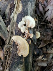 Steccherinum rawakense