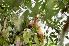 Pongo pygmaeus morio