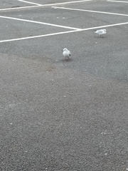 Chroicocephalus ridibundus