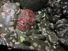 Urticina clandestina