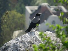 Corvus cornix