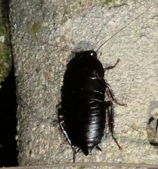 Eurycotis floridana