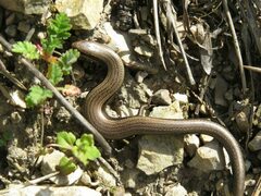 Ablepharus kitaibelii