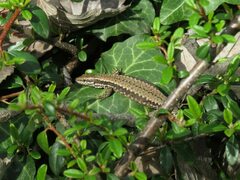 Podarcis muralis