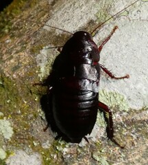 Eurycotis floridana