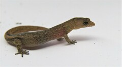 Coleodactylus meridionalis