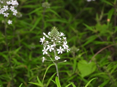 Lysimachia pentapetala
