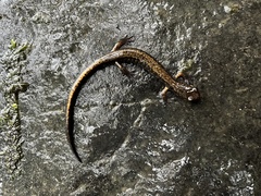 Plethodon dunni
