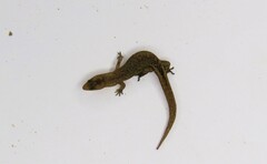 Coleodactylus meridionalis