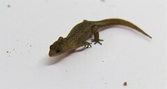 Coleodactylus meridionalis