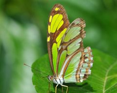 Philaethria dido