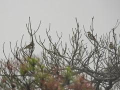 Dendronanthus indicus