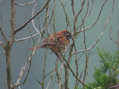 Emberiza cioides