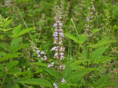 Vitex negundo heterophylla