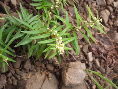 Vincetoxicum sibiricum