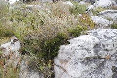 Morella diversifolia