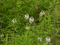 Lysimachia pentapetala