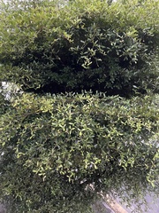 Terminalia molinetii