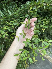 Terminalia molinetii