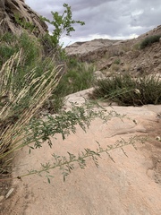 Dalea candida