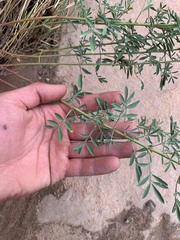 Dalea candida