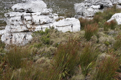 Pseudopentameris macrantha