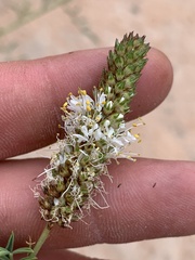 Dalea candida