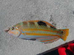 Halichoeres radiatus