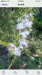 Kunzea ambigua