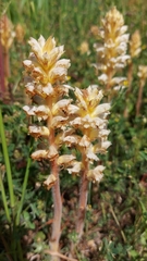 Orobanche picridis