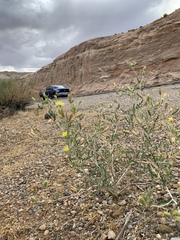 Mentzelia multiflora