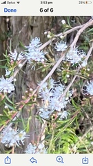 Kunzea ambigua
