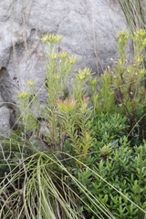 Aspalathus ericifolia ericifolia