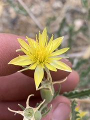 Mentzelia multiflora
