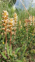 Orobanche picridis