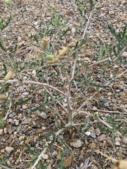 Mentzelia multiflora