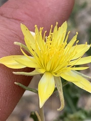 Mentzelia multiflora
