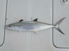 Scomberomorus regalis