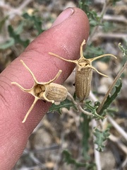 Mentzelia multiflora